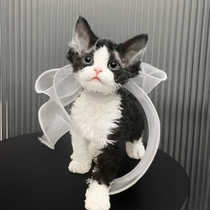 German curly cat kitten tabby black and white open face blue eyes non-shedding purebred competition level emperor cat living pet