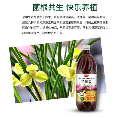 Прямая специальная пищевая жидкая орхидея, прорастающая Phalaenopsis dendrobium dendromes, дендробиум орхида