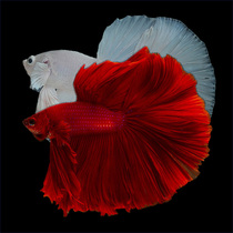 Thai fighting fish live white half moon good to live small tropical fish ornamental fish fry without oxygen small fry