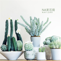 NA home greenhouse ins cactus simulation fleshy floral potted Nordic loft office study decoration