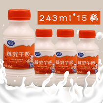 Xia Jin condensed milk 243ml whole box 15 bottles Ningxia adult children students nutrition breakfast growth milk