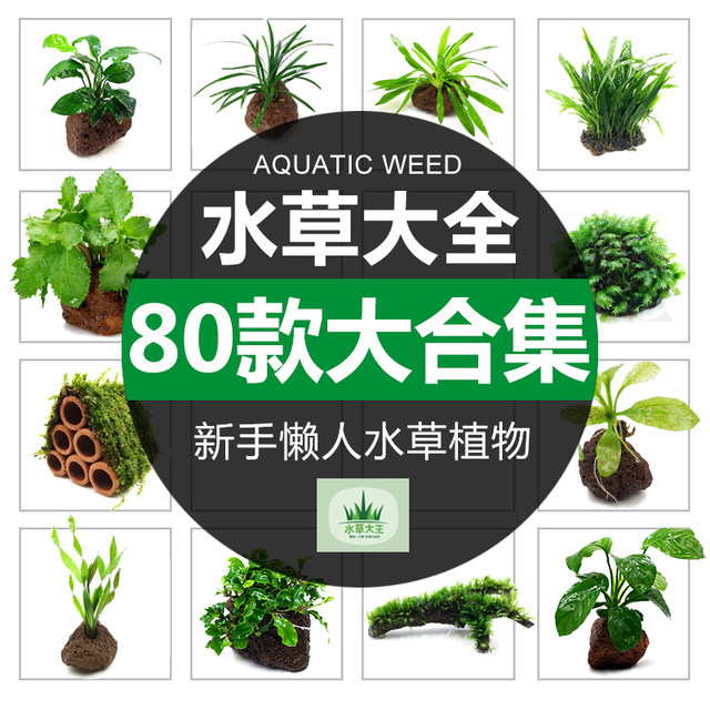 水草包邮懒人水草水榕水草种子水榕沉木水草活体鱼缸装饰植物