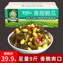 Snow rose sweet crisp melon bulk 9kg pickled cucumber crisp milk melon soybean meal farm pickles pickles