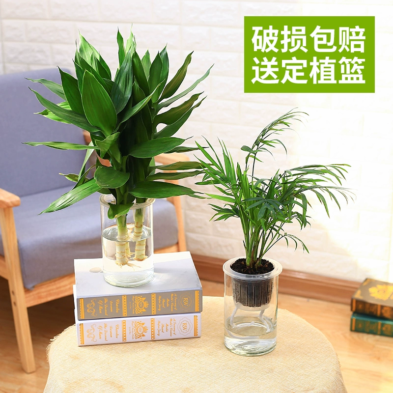 Quan âm bình tre gửi giỏ trồng ba lỗ thủy tinh thủy canh trong suốt thực vật thủy canh chai thủy tinh thủy canh hộp đựng thì là xanh sáng tạo - Vase / Bồn hoa & Kệ