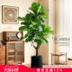 Simulated green plant Ficus fiddleleaf ficus high-end realistic living room