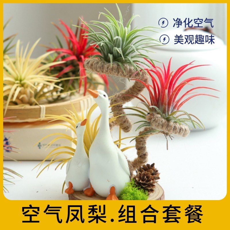 空气凤梨创新耐旱桌面盆栽客厅书桌办公室无土懒人植物组合套餐-Taobao