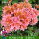 Dongli Xiaoshe vine climbing flowers, heavy orange, golden and double bougainvillea, with real photos and shipped in original pots