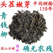 Qingqianliu Ten days before Qingming Stubble Deep mountain ancient tree bud tea Young leaf tea Wild Qingqianliu tea