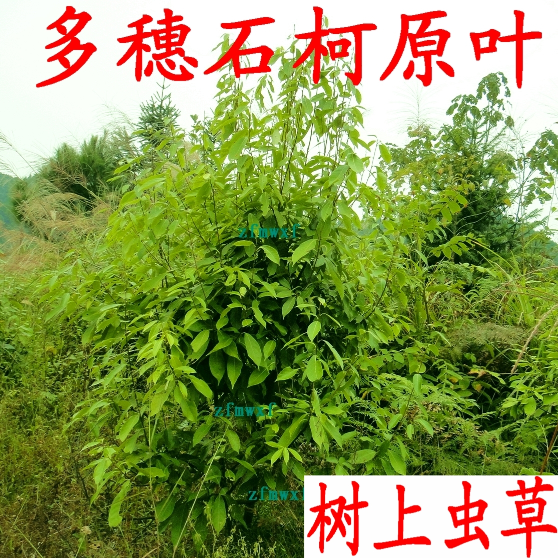 Multi-spike stone Ke Lao Ye 500g sweet tea Snow Peak Mountain Shikohara leaf with high root piagin non-green money willow