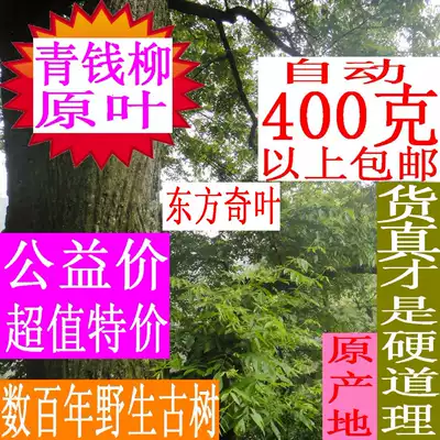 Green Qiliu Leaf Wild Ancient Tree Green Qian Liu Tea 200g 2 Ancient Tree Original Leaf