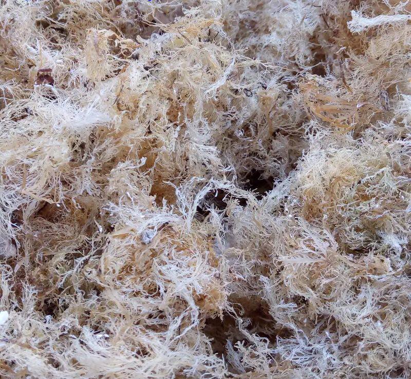 19 New goods Xiamen pure natural wild sea and stone flower and grass stone flower frozen raw material 50g seaweed dried goods