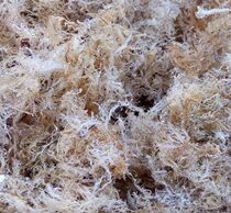 19 New goods Xiamen pure natural wild sea stone flower vegetable stone flower flower stone flower frozen raw material 50g seaweed dry goods