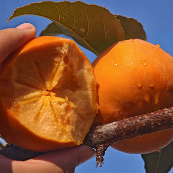 Yangfeng crisp persimmon, sweet and crisp large fruit, naturally ripe
