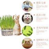 Кошка и трава семена кошка мяты кошачьи закуски кошки идут мао -шарик кот Cao Catal Cream Big Wicker