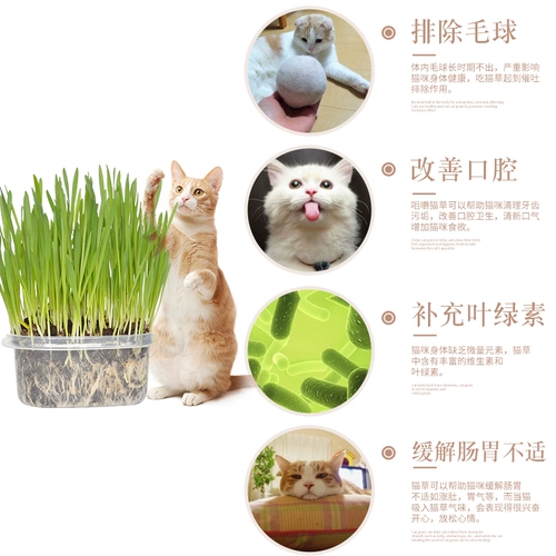 Кошка и трава семена кошка мяты кошачьи закуски кошки идут мао -шарик кот Cao Catal Cream Big Wicker