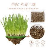 Кошка и трава семена кошка мяты кошачьи закуски кошки идут мао -шарик кот Cao Catal Cream Big Wicker