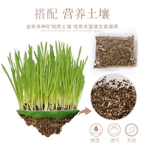 Кошка и трава семена кошка мяты кошачьи закуски кошки идут мао -шарик кот Cao Catal Cream Big Wicker