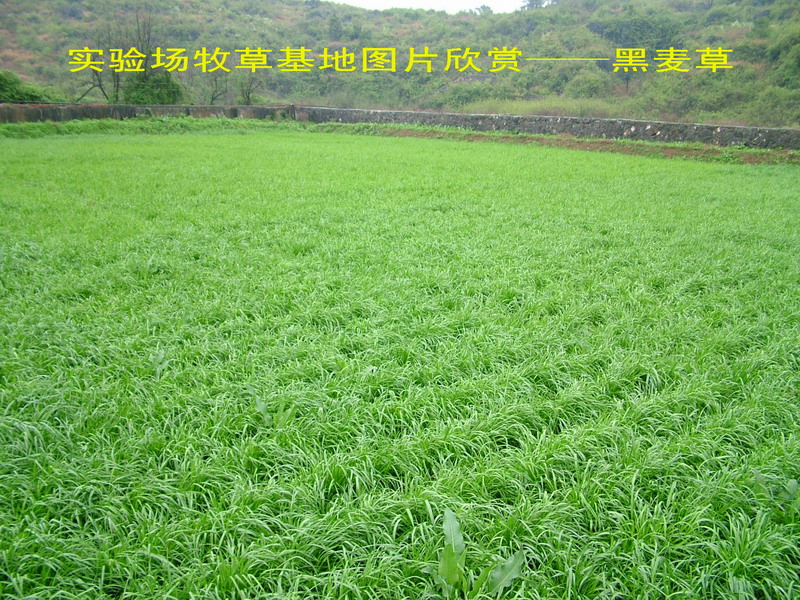 滚动鼠轮图片放大缩小