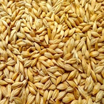 New barley grain with shell tea seedling seed maltose chicken duck goose bird dove feed vintage original grain 50 kilos