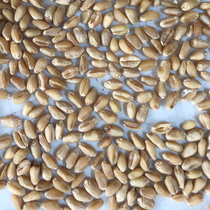 Dove grain to shell wheat grinding flour germinated 5 catties of the country Multi-province