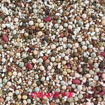 One Pinchum AAA grade without corn without wheat Advanced Young Geon Grain Pigeon Grain 50 Jin-loaded Jiang Zhejiang Shanghai