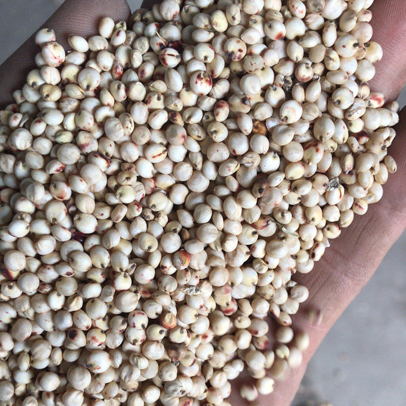 Shelled white sorghum 50kg in Jiangsu, Zhejiang, Shanghai and Anhui