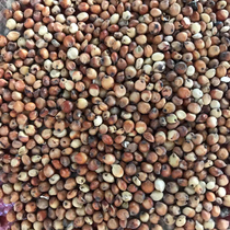 With shell red and white high beam rice without peeling leather sorghum spleen and stomach brewing and feeding pigeon feed miscellaneous grain and bird food for 50 kilos