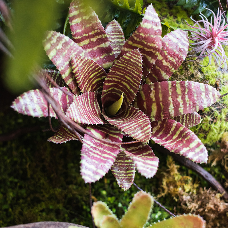 Korean reptile water pineapple simulation green plant amphibious ecological rainforest tank reptile box landscaping decoration landscape