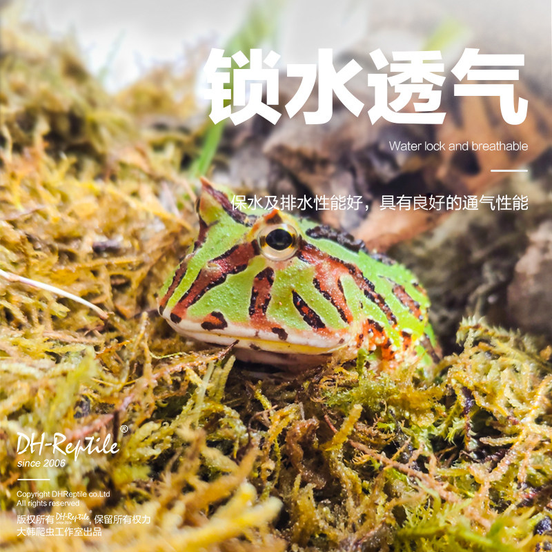 🎁大韩爬宠垫材干水苔无菌鲜活干苔藓兰花石斛专用土角蛙龟垫材,养宠新选择!🌿-爬宠缸-淘宝好物网