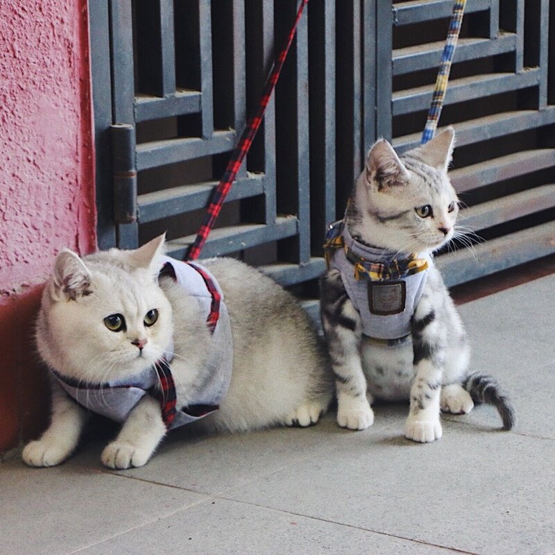 Cat rope walking cat rope vest style slipping cat rope cat special chain traction rope anti-breakaway pet kitten strap