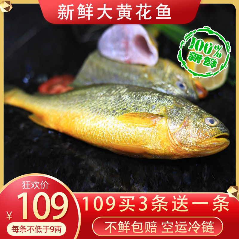 Ningde live rhubarb fish about a pound each buy three get one free(each not less than 9 taels)