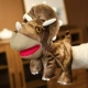 Коричневый треугольник Дракон