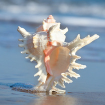  Thousand-handed chrysanthemum snail natural shell conch Home floor fish tank landscaping aquarium decorations Mediterranean ornaments