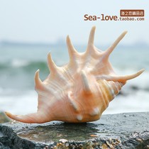  Seven-pointed conch natural shell conch creative gifts Mediterranean style home decoration fish grass tank landscaping decoration