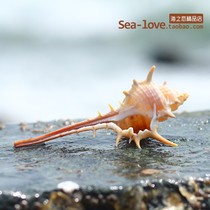  Witch bone snail natural shell conch fish tank landscaping Aquarium decorations creative handmade diy drift bottle micro-landscape