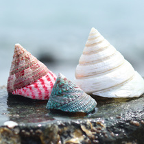  Red tower snail Pearl horseshoe tower snail natural shell conch Fish tank landscaping roll shellfish Hermit crab shell specimen snail