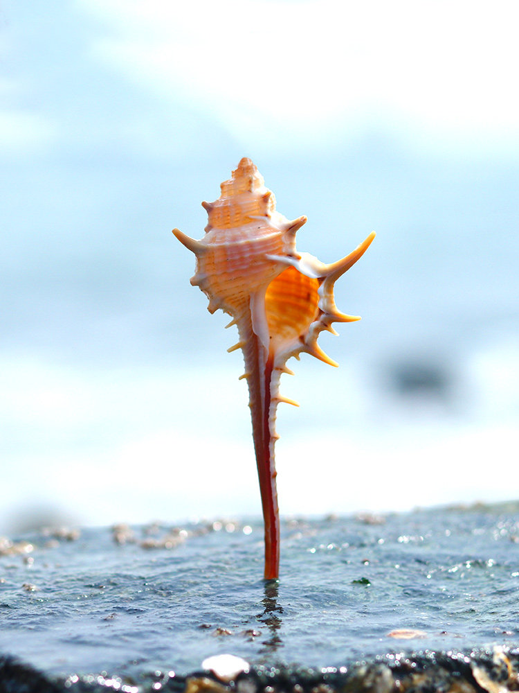 Witch bone snail Natural conch shell fish tank landscaping Aquarium decorations Creative handmade diy drift bottle micro-landscape