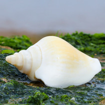 Natural Shell Phoenix Conch Yellow Crystal Fish Tank Aquarium Home Decoration Floor Wall Sticker Creative diy Drifting Bottle