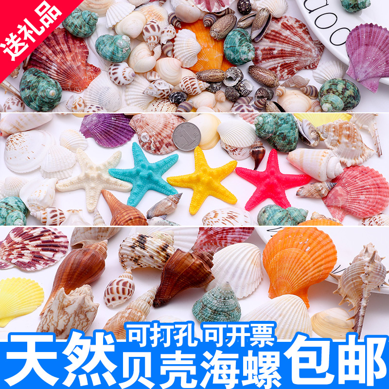 Natural shell conch Starfish punch hole handmade diy decorations Roll shellfish Hermit crab shell fish tank landscaping coral