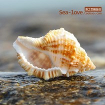  Sea cucumber snail natural shell sea snail fish tank landscaping creative diy wishing lucky drift bottle roll shellfish hermit crab