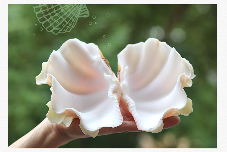 Rồng vảy vỏ tự nhiên vỏ ốc xà cừ bể cá cảnh hồ cá cảnh đĩa trái cây thịt trong chậu trang trí nhà - Trang trí nội thất trang trí nhà