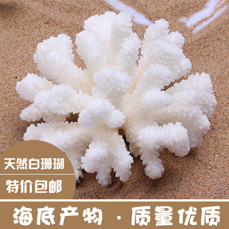 天然海螺菜花鹿角白珊瑚礁石头鱼缸造景水族装饰家居地台摆件贝壳