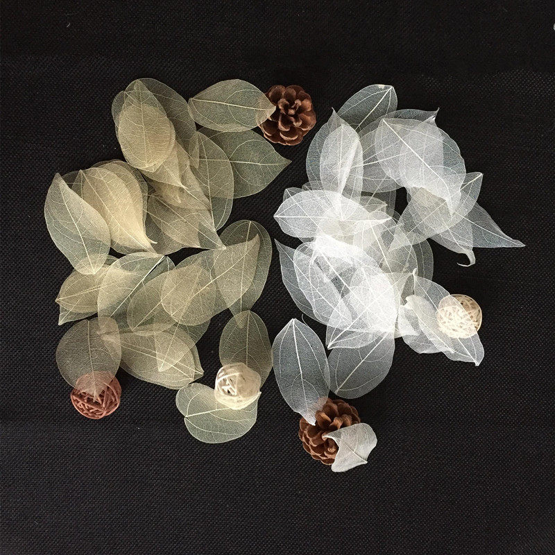 Plant Natural Bodhi Leaf King Kong Leaf Vein Leaf Bookmark Leaves Dry Mosaic and Leaves Send Creative Gifts to Students and Teachers