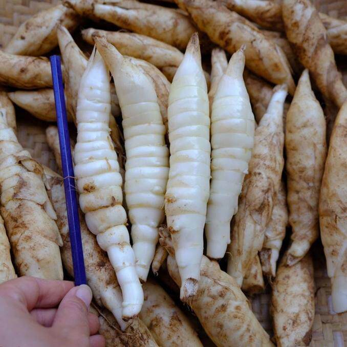 纯正竹薯粉冬笋薯粉:探寻传统美食背后的匠心工艺与健康奥秘-番薯-淘宝百科网
