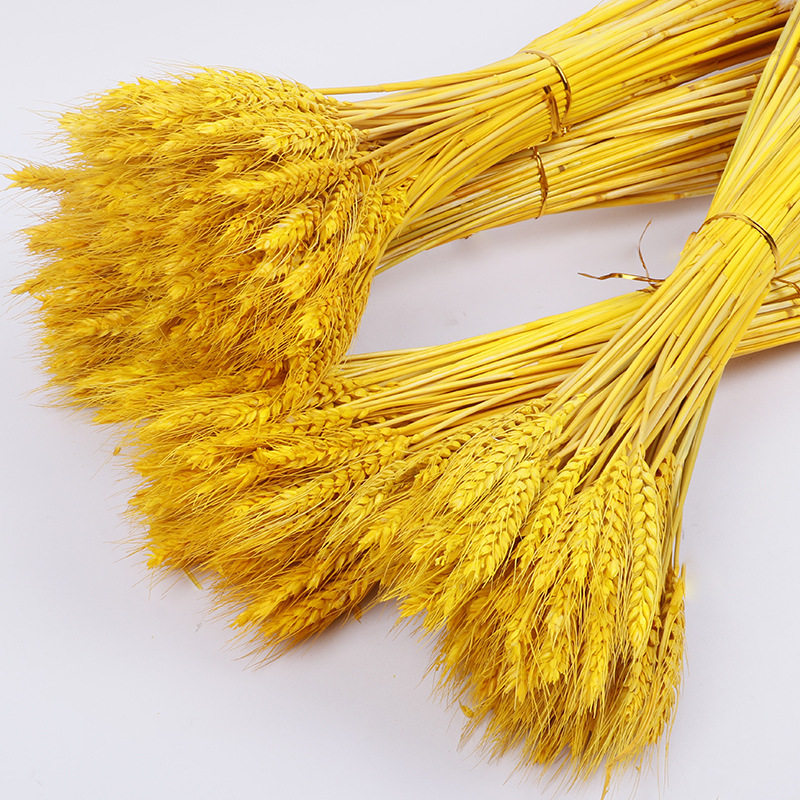 Swallow King Natural Gold Barley Spike Dry Flower Opening Shop Qingflower Basket Material Wheat Ear Flower Shop Special Decorated Barley Spike