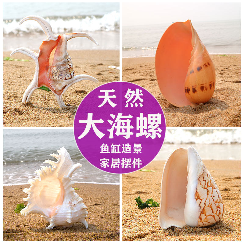 Natural big conch shell thousand hands chrysanthemum snail mango scoop snail coconut landscape snail water snail landscape fruit plate potted