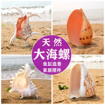 Natural big conch shell thousand hands chrysanthemum snail mango scoop snail coconut landscape snail water snail landscape fruit plate potted