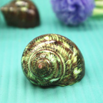 Natural Conch Shell Green Snail roll scallop fish hermit crab special breeding shell fish tank decoration aquarium landscape