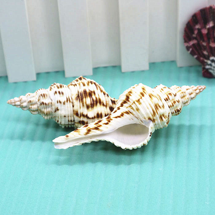 Natural conch shell large pattern long spiral collection specimen fish tank home decoration shooting landscaping ornaments DIY