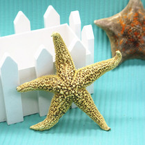 Natural conch shell spines sea star specimen floor wall stickers landscaping creative home decoration